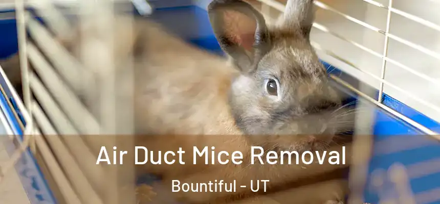  Air Duct Mice Removal Bountiful - UT